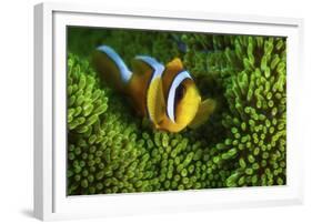 Yellow Clownfish On Green Anemon-Barathieu Gabriel-Framed Giclee Print