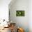 Yellow Clownfish On Green Anemon-Barathieu Gabriel-Stretched Canvas displayed on a wall