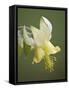 Yellow Columbine (Aquilegia Flavescens), Glacier National Park, Montana, USA, North America-James Hager-Framed Stretched Canvas