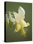 Yellow Columbine (Aquilegia Flavescens), Glacier National Park, Montana, USA, North America-James Hager-Stretched Canvas