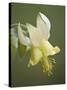 Yellow Columbine (Aquilegia Flavescens), Glacier National Park, Montana, USA, North America-James Hager-Stretched Canvas