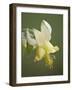 Yellow Columbine (Aquilegia Flavescens), Glacier National Park, Montana, USA, North America-James Hager-Framed Photographic Print