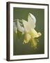 Yellow Columbine (Aquilegia Flavescens), Glacier National Park, Montana, USA, North America-James Hager-Framed Photographic Print