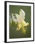 Yellow Columbine (Aquilegia Flavescens), Glacier National Park, Montana, USA, North America-James Hager-Framed Photographic Print