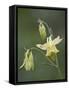 Yellow Columbine (Aquilegia Flavescens), Glacier National Park, Montana-null-Framed Stretched Canvas