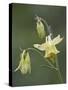 Yellow Columbine (Aquilegia Flavescens), Glacier National Park, Montana-null-Stretched Canvas