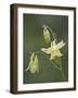 Yellow Columbine (Aquilegia Flavescens), Glacier National Park, Montana-null-Framed Photographic Print