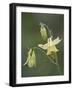 Yellow Columbine (Aquilegia Flavescens), Glacier National Park, Montana-null-Framed Photographic Print