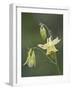 Yellow Columbine (Aquilegia Flavescens), Glacier National Park, Montana-null-Framed Photographic Print