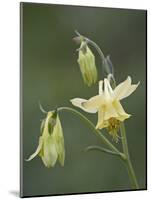 Yellow Columbine (Aquilegia Flavescens), Glacier National Park, Montana-null-Mounted Photographic Print