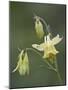 Yellow Columbine (Aquilegia Flavescens), Glacier National Park, Montana-null-Mounted Photographic Print