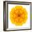 Yellow Concentric Marigold Mandala Flower-tr3gi-Framed Art Print