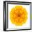 Yellow Concentric Marigold Mandala Flower-tr3gi-Framed Art Print