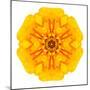 Yellow Concentric Marigold Mandala Flower-tr3gi-Mounted Art Print