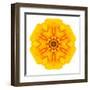 Yellow Concentric Marigold Mandala Flower-tr3gi-Framed Art Print