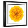 Yellow Concentric Marigold Mandala Flower-tr3gi-Framed Art Print