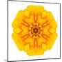 Yellow Concentric Marigold Mandala Flower-tr3gi-Mounted Art Print