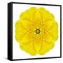 Yellow Concentric Marigold Mandala Flower-tr3gi-Framed Stretched Canvas