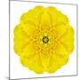 Yellow Concentric Marigold Mandala Flower-tr3gi-Mounted Art Print