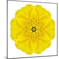 Yellow Concentric Marigold Mandala Flower-tr3gi-Mounted Art Print