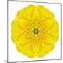 Yellow Concentric Marigold Mandala Flower-tr3gi-Mounted Art Print