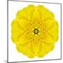 Yellow Concentric Marigold Mandala Flower-tr3gi-Mounted Premium Giclee Print