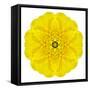 Yellow Concentric Marigold Mandala Flower-tr3gi-Framed Stretched Canvas