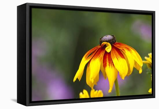 Yellow Cone Flower, Seattle, Washington, USA-Terry Eggers-Framed Stretched Canvas