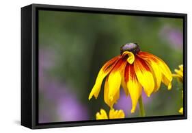 Yellow Cone Flower, Seattle, Washington, USA-Terry Eggers-Framed Stretched Canvas