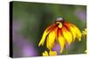 Yellow Cone Flower, Seattle, Washington, USA-Terry Eggers-Stretched Canvas