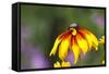 Yellow Cone Flower, Seattle, Washington, USA-Terry Eggers-Framed Stretched Canvas