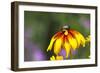 Yellow Cone Flower, Seattle, Washington, USA-Terry Eggers-Framed Photographic Print