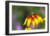 Yellow Cone Flower, Seattle, Washington, USA-Terry Eggers-Framed Photographic Print