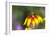 Yellow Cone Flower, Seattle, Washington, USA-Terry Eggers-Framed Photographic Print