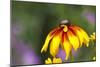 Yellow Cone Flower, Seattle, Washington, USA-Terry Eggers-Mounted Photographic Print