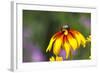 Yellow Cone Flower, Seattle, Washington, USA-Terry Eggers-Framed Photographic Print