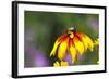 Yellow Cone Flower, Seattle, Washington, USA-Terry Eggers-Framed Photographic Print