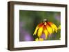 Yellow Cone Flower, Seattle, Washington, USA-Terry Eggers-Framed Photographic Print