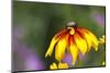 Yellow Cone Flower, Seattle, Washington, USA-Terry Eggers-Mounted Photographic Print