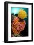 Yellow Coral (Tubastrea faulkneri) and yellow crinoid in reef habitat, Horseshoe Bay, Rinca Island-Colin Marshall-Framed Photographic Print