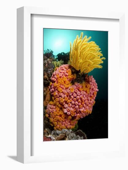 Yellow Coral (Tubastrea faulkneri) and yellow crinoid in reef habitat, Horseshoe Bay, Rinca Island-Colin Marshall-Framed Photographic Print