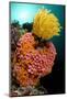 Yellow Coral (Tubastrea faulkneri) and yellow crinoid in reef habitat, Horseshoe Bay, Rinca Island-Colin Marshall-Mounted Photographic Print