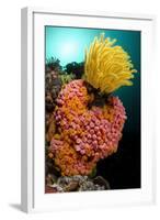 Yellow Coral (Tubastrea faulkneri) and yellow crinoid in reef habitat, Horseshoe Bay, Rinca Island-Colin Marshall-Framed Photographic Print