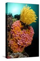 Yellow Coral (Tubastrea faulkneri) and yellow crinoid in reef habitat, Horseshoe Bay, Rinca Island-Colin Marshall-Stretched Canvas