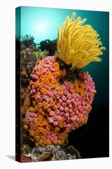 Yellow Coral (Tubastrea faulkneri) and yellow crinoid in reef habitat, Horseshoe Bay, Rinca Island-Colin Marshall-Stretched Canvas