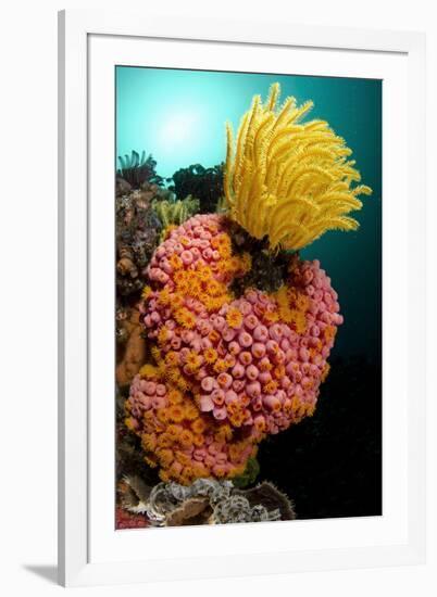 Yellow Coral (Tubastrea faulkneri) and yellow crinoid in reef habitat, Horseshoe Bay, Rinca Island-Colin Marshall-Framed Photographic Print