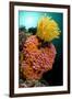 Yellow Coral (Tubastrea faulkneri) and yellow crinoid in reef habitat, Horseshoe Bay, Rinca Island-Colin Marshall-Framed Photographic Print