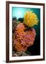 Yellow Coral (Tubastrea faulkneri) and yellow crinoid in reef habitat, Horseshoe Bay, Rinca Island-Colin Marshall-Framed Photographic Print