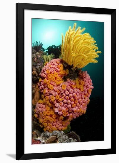 Yellow Coral (Tubastrea faulkneri) and yellow crinoid in reef habitat, Horseshoe Bay, Rinca Island-Colin Marshall-Framed Photographic Print