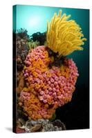 Yellow Coral (Tubastrea faulkneri) and yellow crinoid in reef habitat, Horseshoe Bay, Rinca Island-Colin Marshall-Stretched Canvas